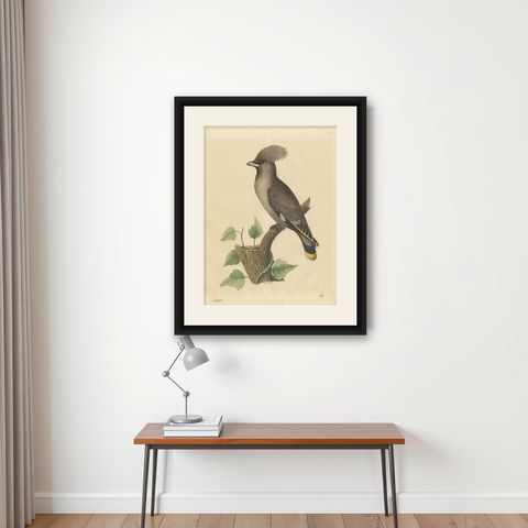 1846 Waxwing - Rare Hand-Colored Lithograph from Hoffmann's Book of the World, shown framed on a wall