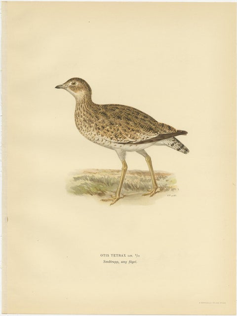 Antique Bird Print of the Little Bustard by Von Wright, 1929, view 3