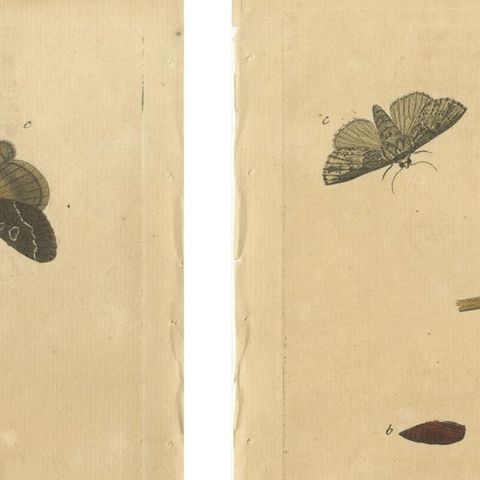 Antique Entomology Prints, English Insects on Marigold & Willow, Albin 1720, close-up 1