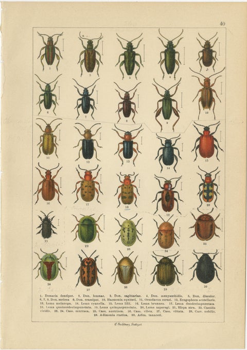 Antique Beetle Chromolithographs, European Species Plates, Calwer 1893, view 5