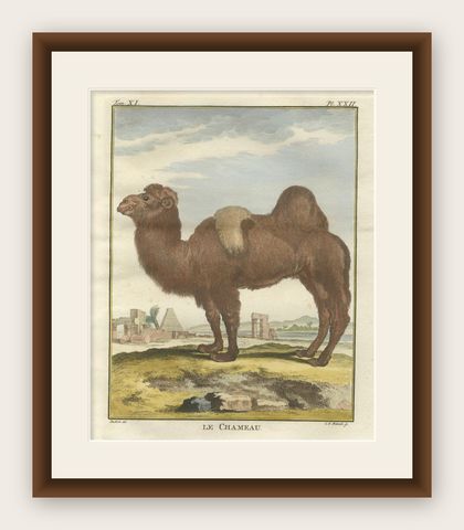 Antique Bactrian Camel Engraving, Buffon Hand-Coloured Print Amsterdam 1769, shown framed