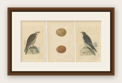 Set of 3 Antique Bird Prints of Two Falcons and Their Eggs, circa 1860, shown framed