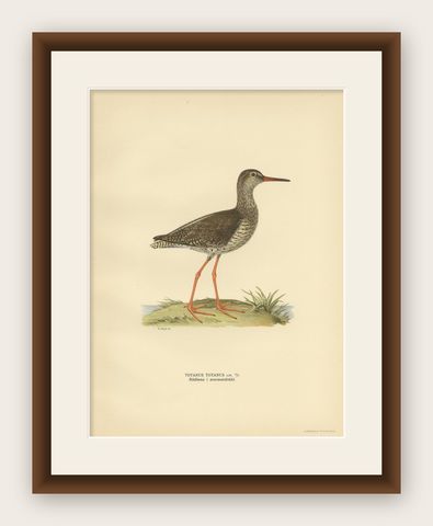 Antique Bird Print of the Common Redshank ;Summer' by Von Wright, 1929, shown framed