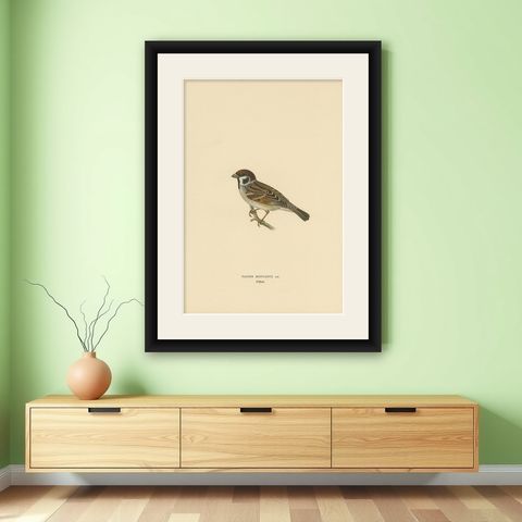 Antique Bird Print of the Eurasian Tree Sparrow by Von Wright, 1927, shown framed on a wall