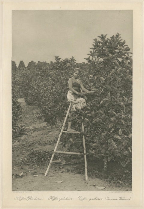 Coffee Picker Portrait, Deli Plantations, Sumatra, Dutch East Indies, c.1900, close-up 1