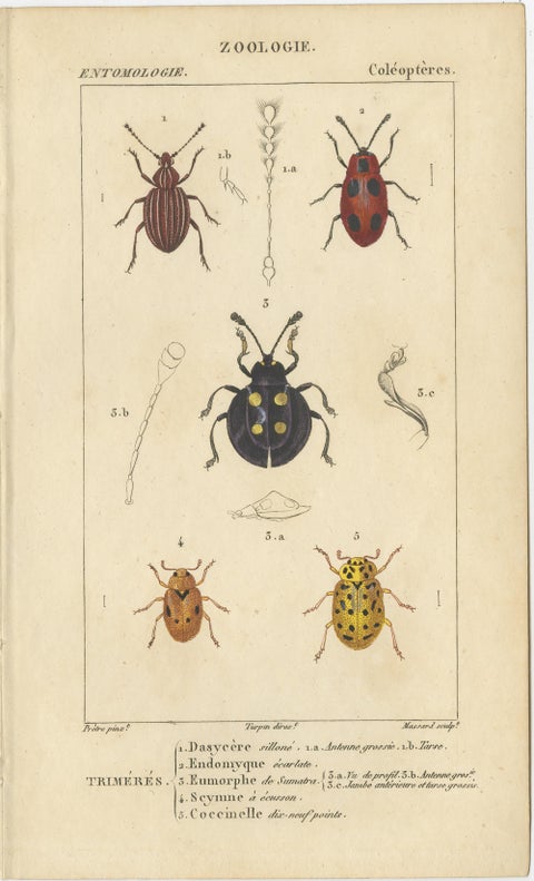 Set of 9 Antique Prints of Various Insects by Turpin, 1816, view 5
