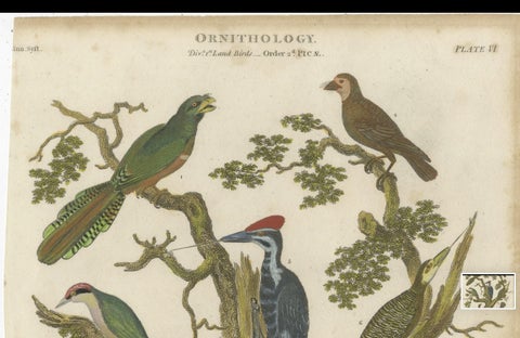 1811 Ornithology Land Birds Plate VI - Antique Piciformes Print, close-up 2
