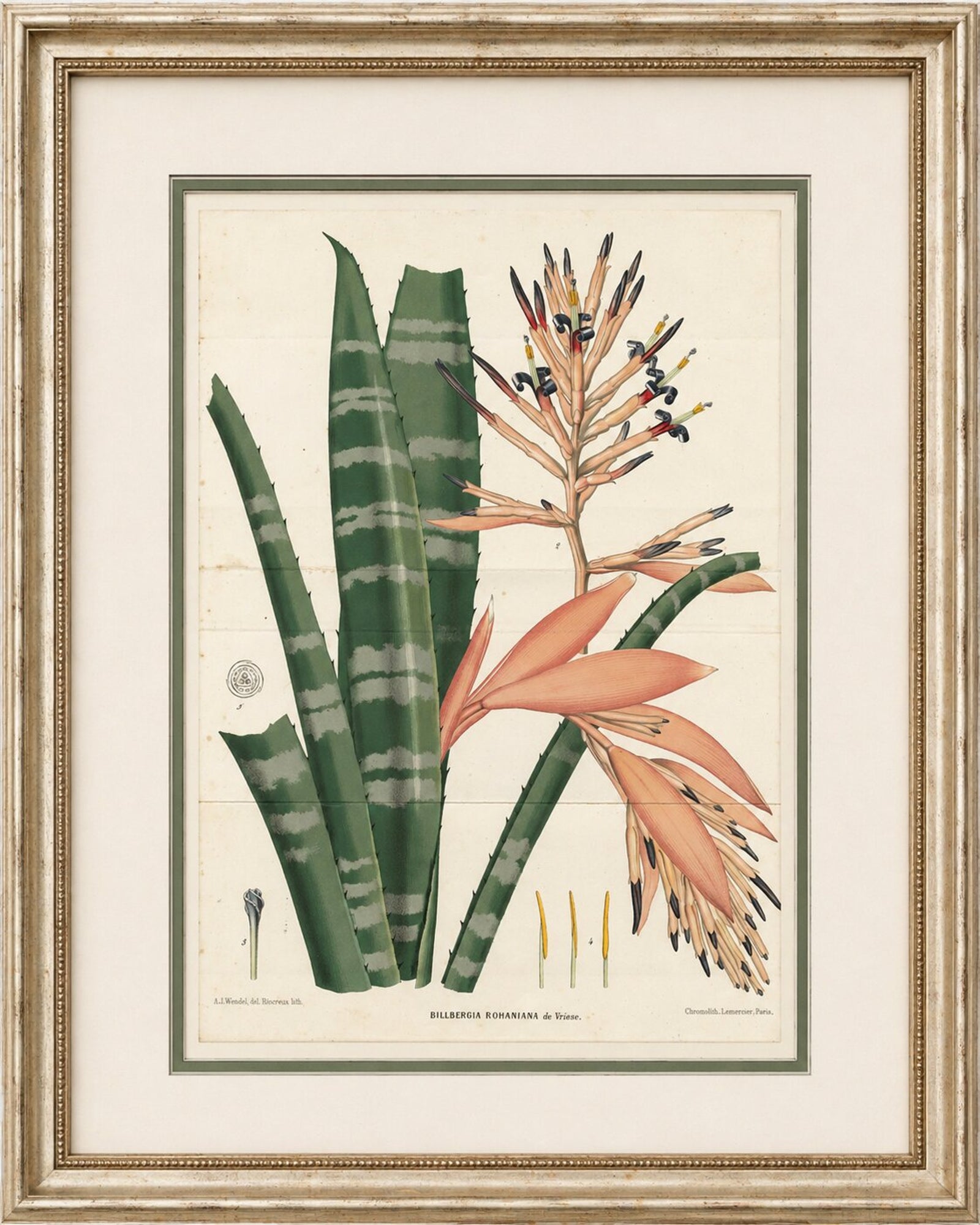 Antique Botanical Lithograph, Rohan’s Billbergia, de Vriese, 1856