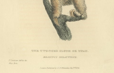 Antique Print with Hand Coloring of a Linnaeus's Two-Toed Sloth, ca.1825, close-up 2