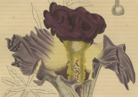 Velvet Majesty: The Bell-Shaped Arum - A Vintage Portrait of Botanical Splendor, close-up 1