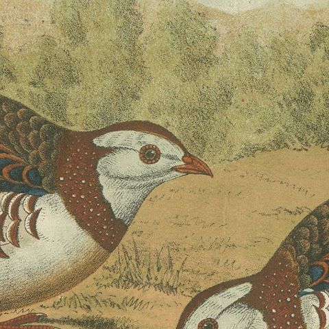 Original Old Bird Print of a Barbary Partridge, close-up 2
