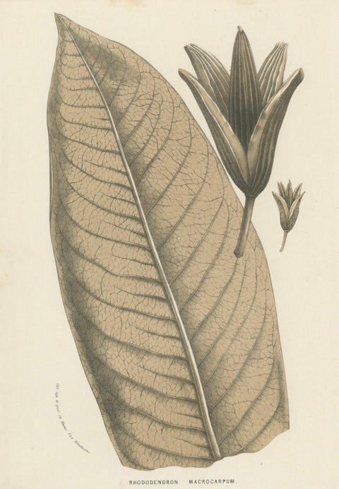 Large-Leaf Rhododendron Botanical Illustration by Louis van Houtte, 19th Century, close-up 4