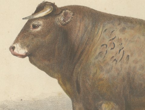 Bazadaise Bull, French Cattle Chromolithograph by Olivier de Penne, 1863, close-up 1