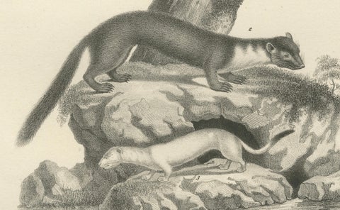 19th-Century Lithograph of Pine Marten, Beech Marten, and Ermine in Nature, close-up 3