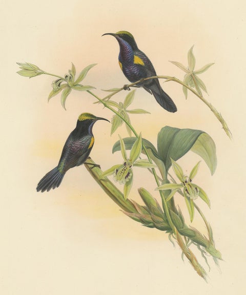 Antique Bird Print of the Copper-Throated Sunbird by Gould 'circa 1850', view 4