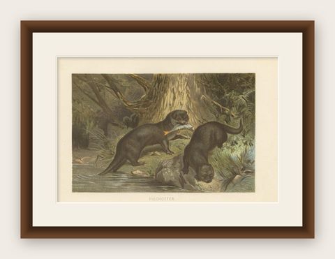 Antique Print of Otters by Brehm 'c.1890', shown framed