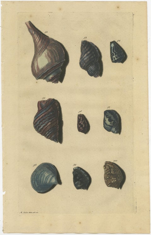 Set of 4 Colored Antique Prints of various Sea Shells and Molluscs, view 2