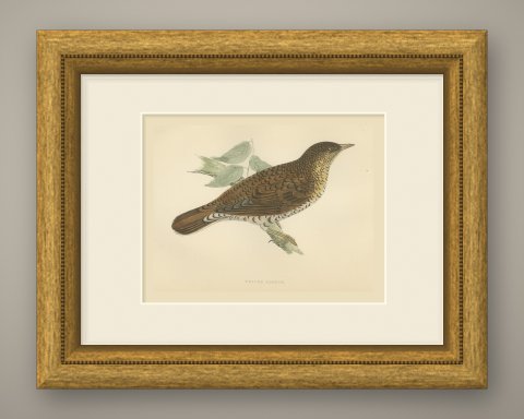 White's Thrush with Scalloped Plumage, Hand Colored Print, Morris, 1896, shown framed