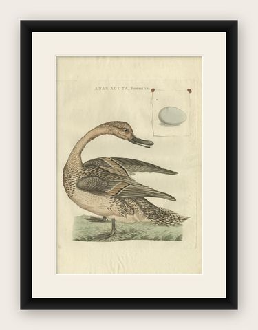 Anas acuta foemina, Northern Pintail Female with Egg by Nozeman & Sepp, 1789, shown framed