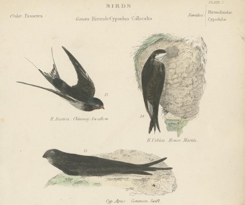 Antique Bird Print of the House Martin and Other Birds by Richardson, circa 1860, view 3
