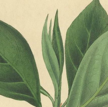 Antique Botany Print of the Sassafras Tree by G. Reid, 1831, close-up 1
