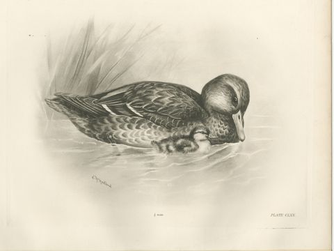 Duck and Duckling, Antique Bird Print after Lilian Medland, circa 1909