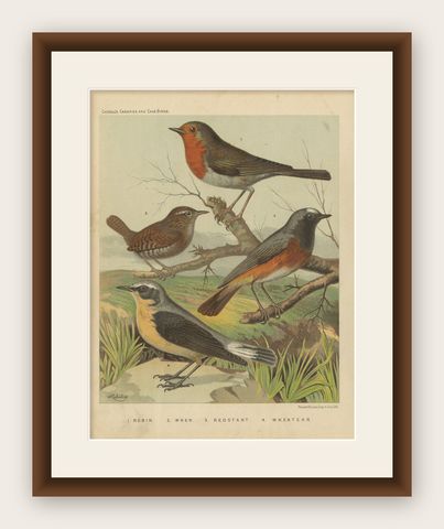 Antique Bird Print of the Robin, Wren, Redstart and Wheatear, circa 1880, shown framed