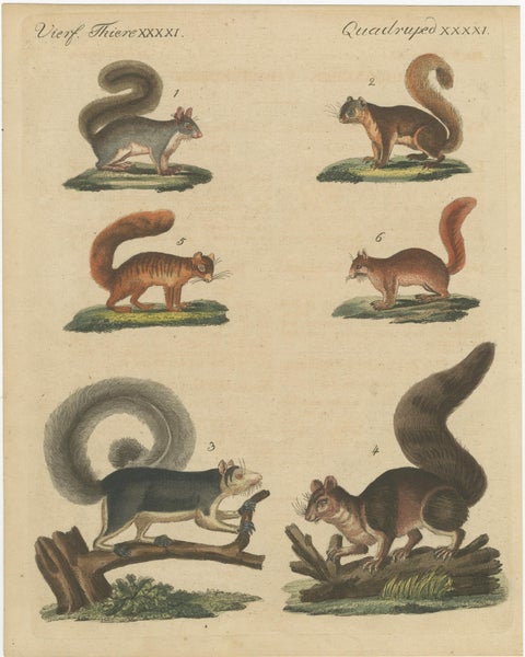 Antique Hand-Colored Engraving of Squirrels and Rodents, Quadrupeds - circa 1800, view 2