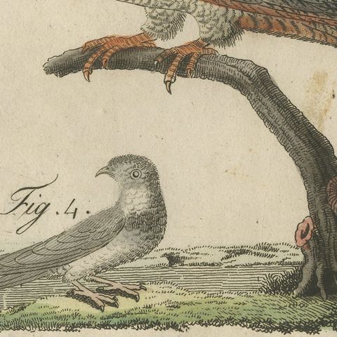Swallows, Swifts and Nightjar, Antique Bertuch Print, circa 1805, close-up 3