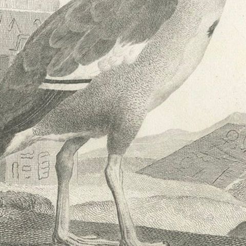 Engraving of Egyptian Goose by Nicolas Maréchal and S.C. Miger, 1808, close-up 6