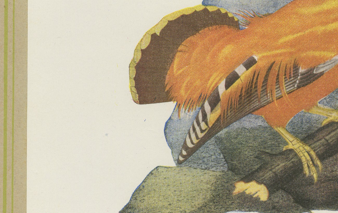 Guianan Cock-of-the-Rock, Brazilian Bird Print, Descourtilz, 1944, view 4
