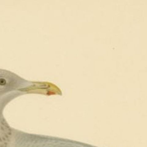 Antique Bird Print of the European Herring Gull 'Winter', 1929, close-up 1