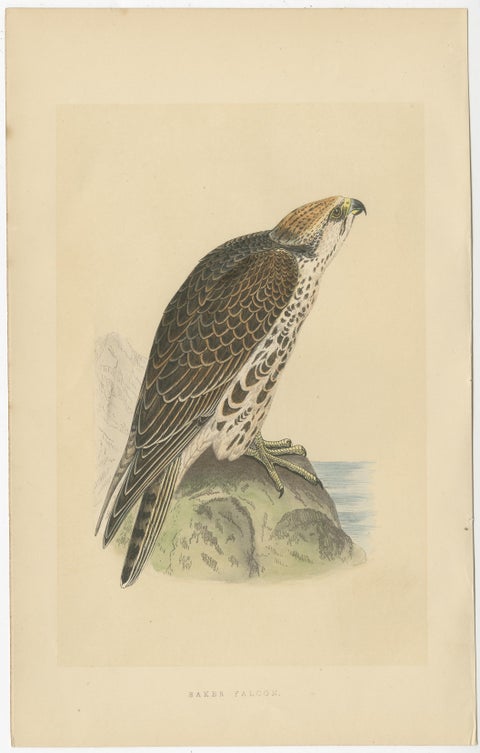 Set of 3 Antique Bird Prints of Two Falcons and Their Eggs, circa 1860, view 3