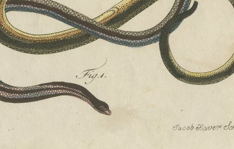 Four Snakes in Colourful Coils, Antique Bertuch Print, Vienna, circa 1805, close-up 2