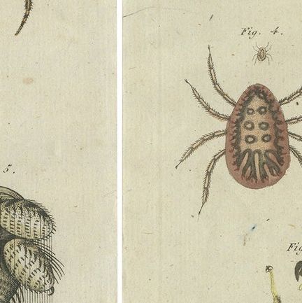 Set of Two Antique Prints of Various Insects Including Spiders and Mites, close-up 2