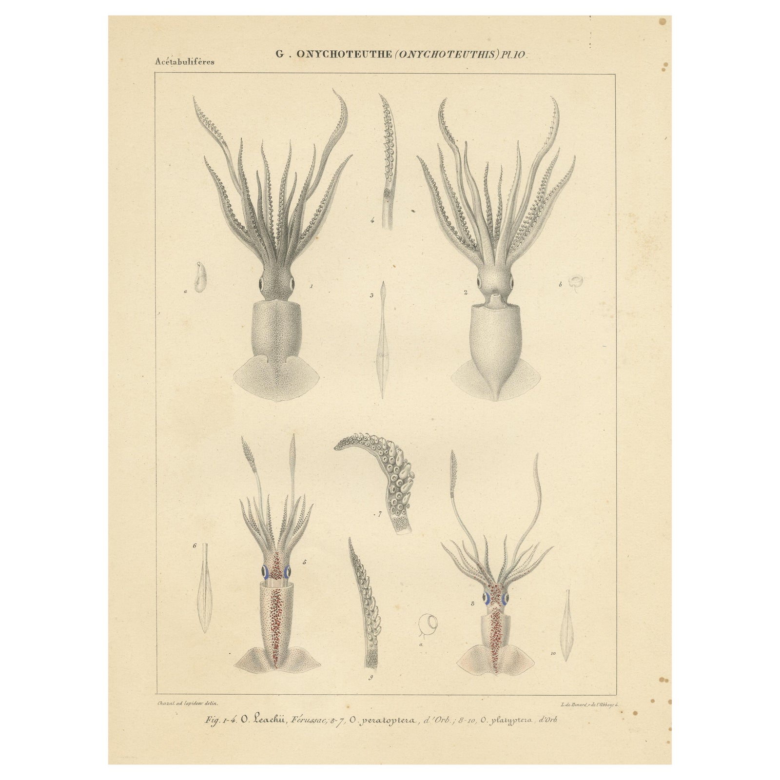 Antique Print of Onychoteuthis Squid species
