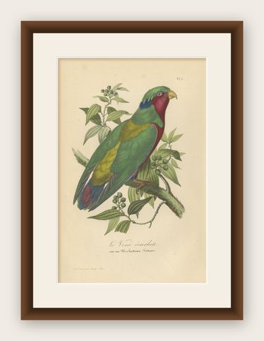 Antique Bird Print of the Conquered Lorikeet, '1853', shown framed