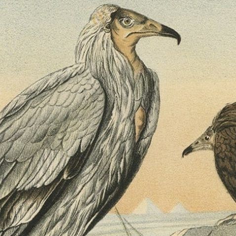 Antique Print of The Egyptian Vulture or White Scavenger Vulture Chicken, 1894, close-up 1