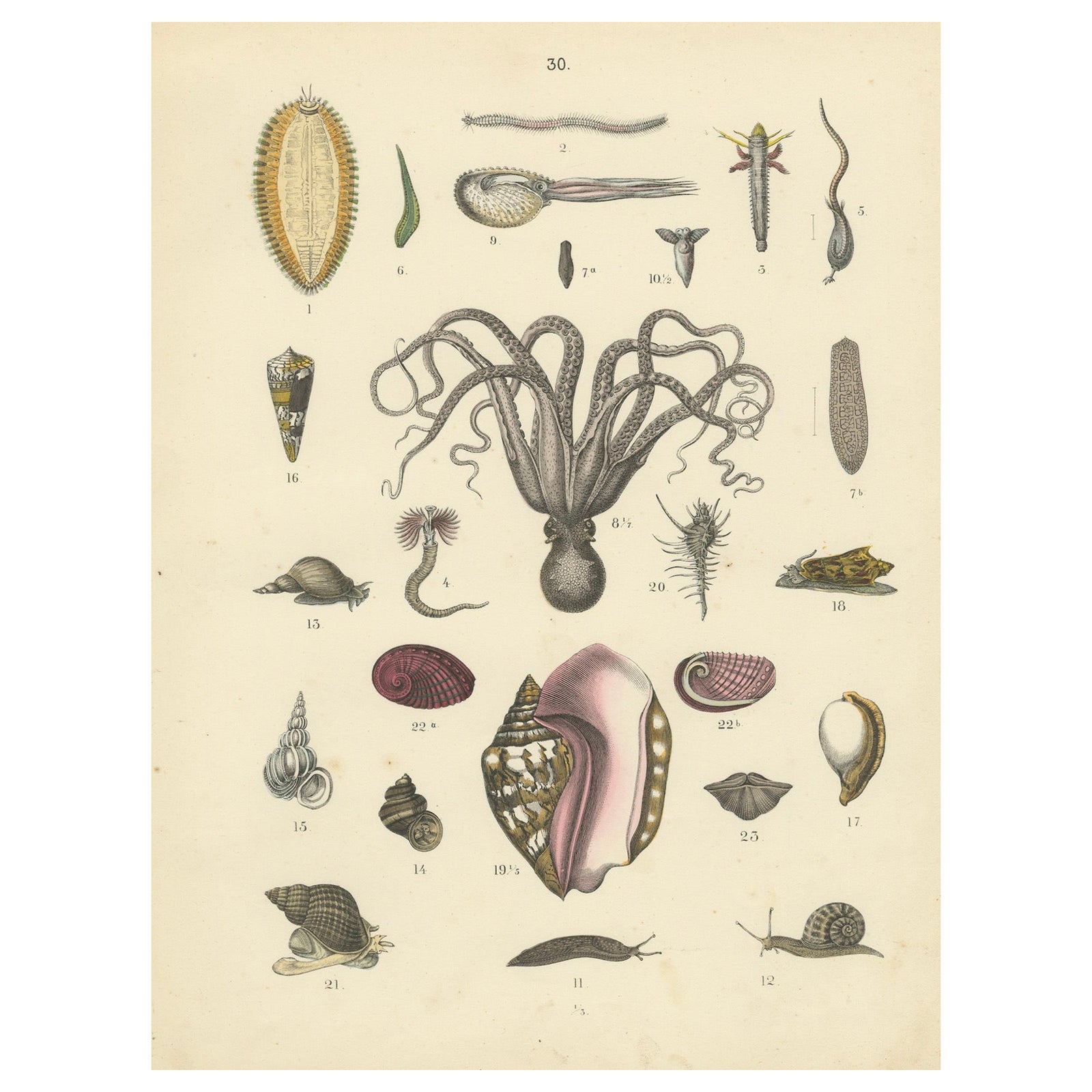 Molluscs & Marine Invertebrates Print: Octopus, Slug, Snails, Conch, 1867