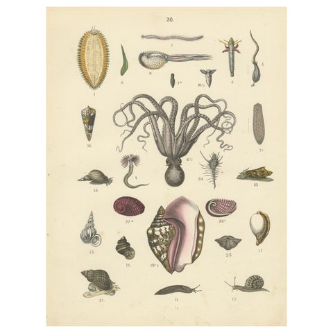 Molluscs & Marine Invertebrates Print: Octopus, Slug, Snails, Conch, 1867