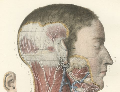 Superficial Nerves of the Face and Neck, Antique Hirschfeld Anatomy Print, 1866, view 3