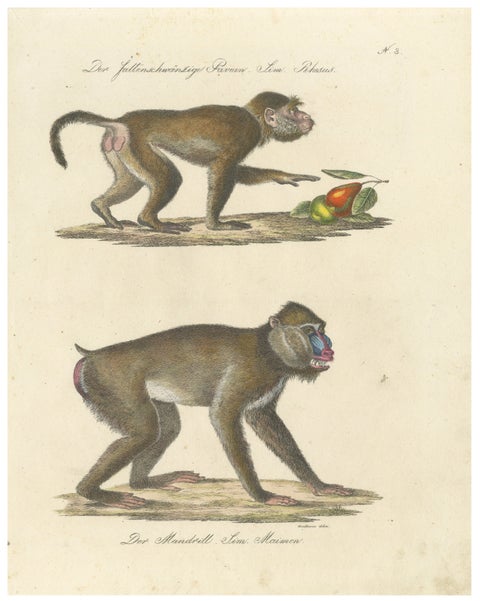 Antique Mandrill & Baboon Lithograph by Karl Joseph Brodtmann, 1816