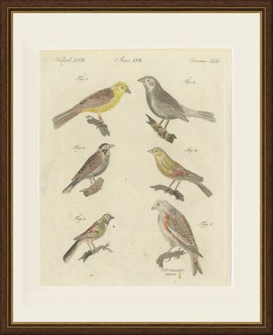 Yellowhammer, Ortolan and Buntings, Antique Bertuch Print, Vienna, circa 1805, shown framed