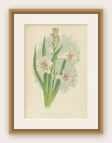 Paradise Lily (Anthericum liliastrum), Hand-Coloured Botanical Print, 1874, shown framed