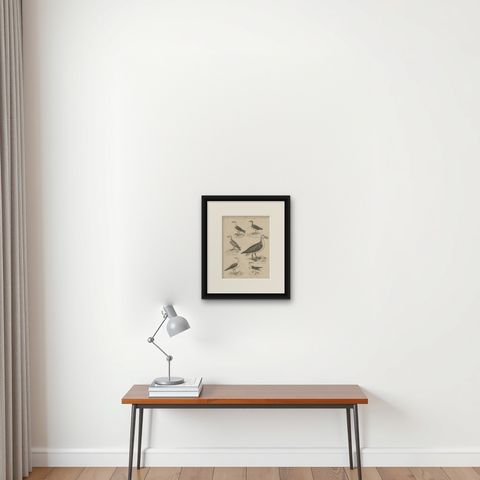 Antique Print of the Wandering Albatross, Blackbacked Gull and other Birds, shown framed on a wall