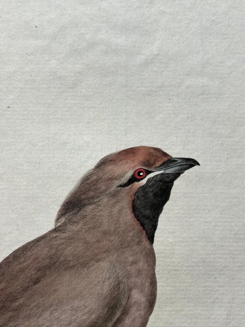 Bohemian Waxwing, Ampelis Garrulus from Nederlandsche Vogelen, 1797, view 6
