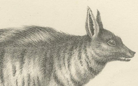 19th-Century Lithograph of the Cape Meerkat and Lalande’s Civet Hyena, close-up 1