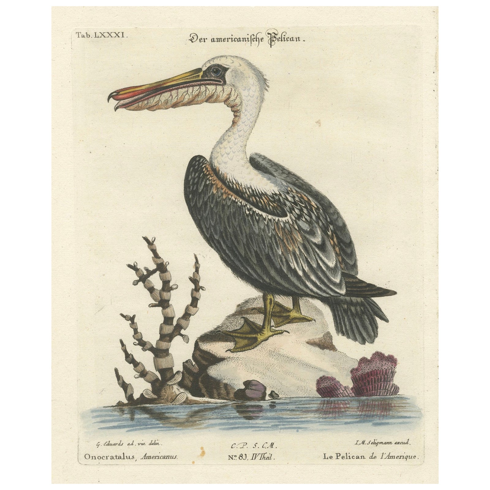 Hand-Colored Engraving of the American Pelican by Seligman, c.1770