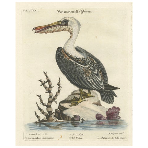 Hand-Colored Engraving of the American Pelican by Seligman, c.1770