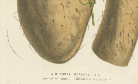 Botanical Illustration of Chinese Yam: Dioscorea Batatas, c.1855, close-up 3